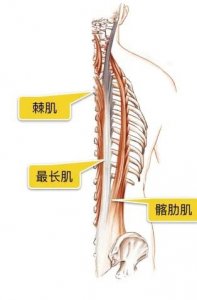 ​精准拉伸系列-竖脊肌