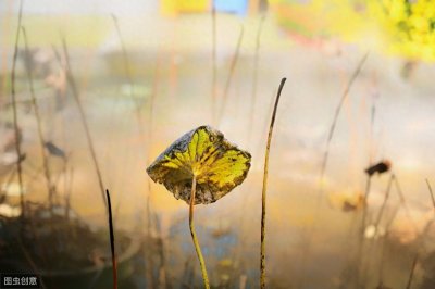 ​诗歌｜叶芝《莎莉花园》：愿无岁月可回首，且以深情度余生