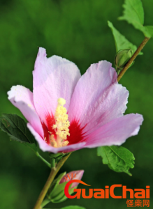 ​木槿花又叫什么花？木槿花什么时候开花？