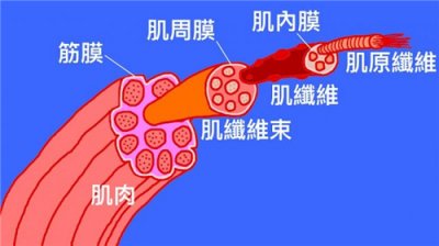 ​筋膜黏连是什么