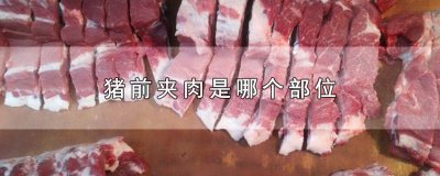 ​猪的前夹肉是什么位置 猪前夹肉是什么部位图片