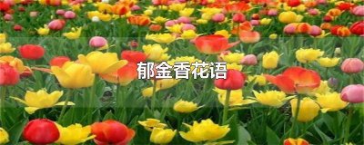 ​郁金香花语和寓意 郁金香花语颜色代表什么