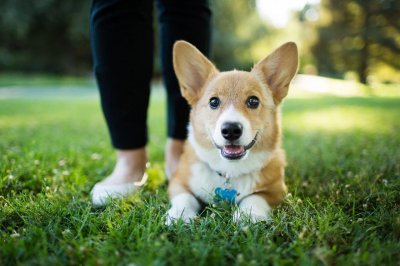 ​好饲养的小型宠物犬推荐（公认好养的5种家养小型犬）