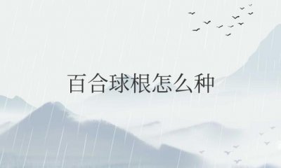 ​百合球根怎么种才开花？要埋多深？