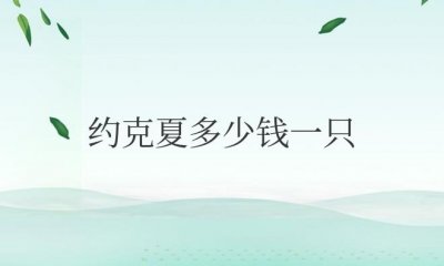 ​现在纯种约克夏多少钱一只