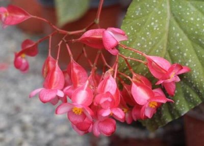 ​为什么竹节海棠不能种在家里（竹节海棠的风水寓意）