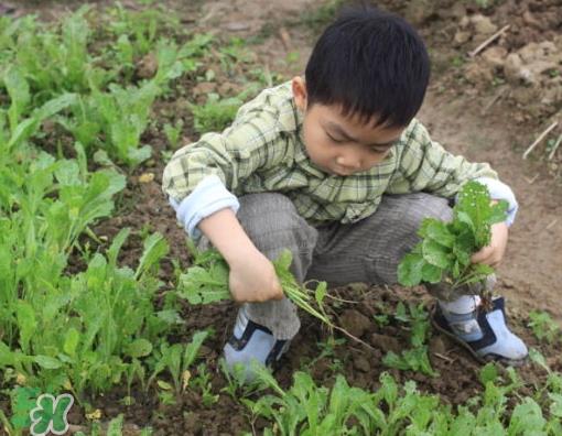 八月份可以种什么菜？八月份适合种植的蔬菜