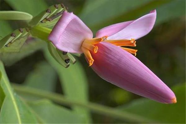 香蕉花的功效与作用是什么 香蕉花有什么功效