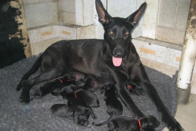 ​一只来自于北方的黑色狼犬，身形酷似狼青，看家护院的好帮手