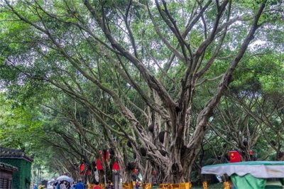 ​榕树盆景可以铺苔藓不，怎么养出苔藓