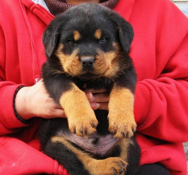 世界名犬——罗威纳犬（Rottweiler）