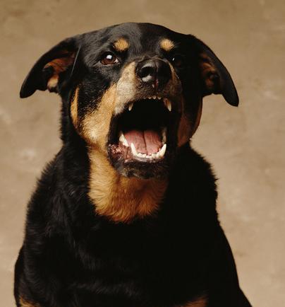 世界名犬——罗威纳犬（Rottweiler）