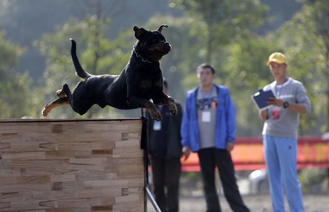 世界名犬——罗威纳犬（Rottweiler）