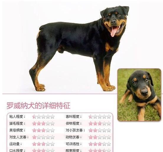 世界名犬——罗威纳犬（Rottweiler）