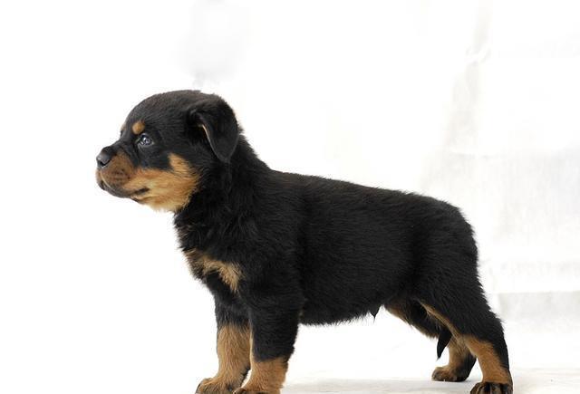 世界名犬——罗威纳犬（Rottweiler）