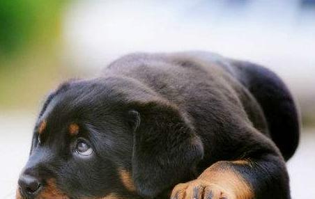 世界名犬——罗威纳犬（Rottweiler）