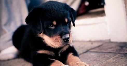 世界名犬——罗威纳犬（Rottweiler）