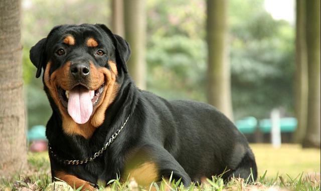 世界名犬——罗威纳犬（Rottweiler）