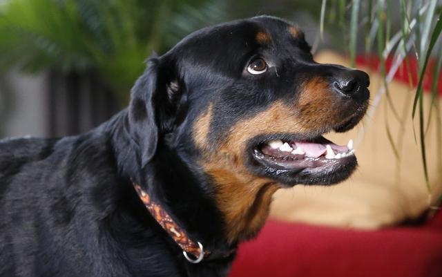 世界名犬——罗威纳犬（Rottweiler）