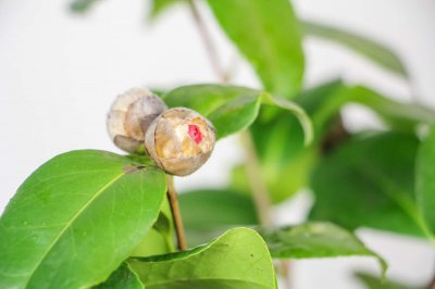 ​茶花品种大全