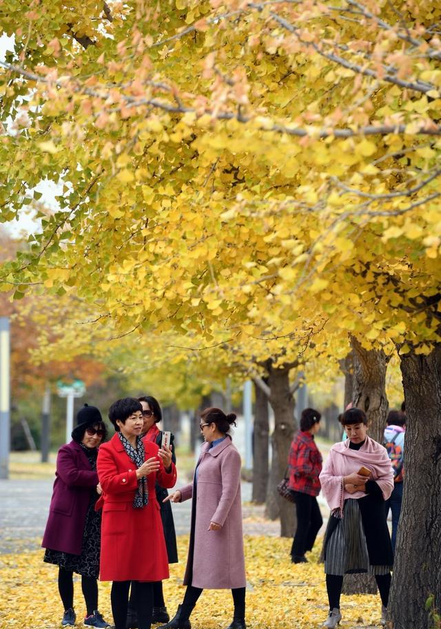 沈阳农大游人如织，银杏路美呆了