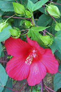 ​木芙蓉花什么时候开花