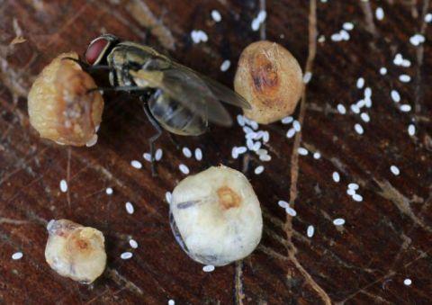 恐怖生物入侵非洲，专门“钻”人脚掌，短短两个月感染两万人！