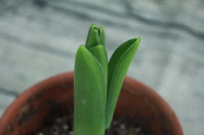 ​风信子一直不开花怎么办，风信子开花持续多长时间