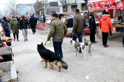 ​这种狗善狩猎受欢迎，抓只野兔卖一百元，卖土狗的妹子躲在角落里