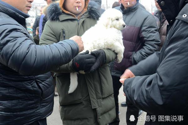 这种狗善狩猎受欢迎，抓只野兔卖一百元，卖土狗的妹子躲在角落里