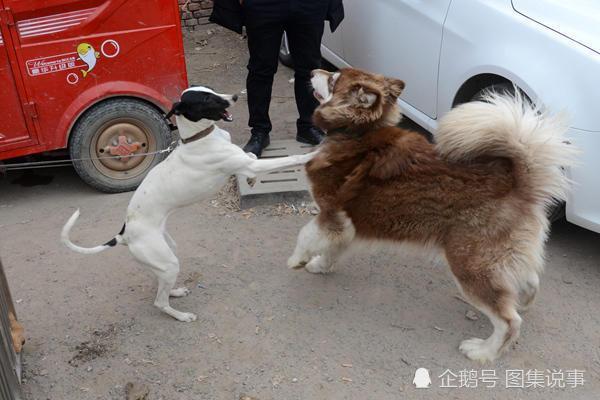 这种狗善狩猎受欢迎，抓只野兔卖一百元，卖土狗的妹子躲在角落里