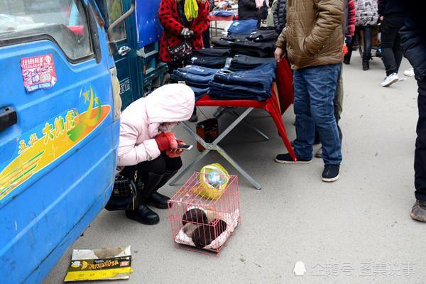 这种狗善狩猎受欢迎，抓只野兔卖一百元，卖土狗的妹子躲在角落里