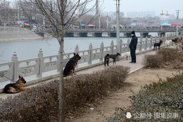 这种狗善狩猎受欢迎，抓只野兔卖一百元，卖土狗的妹子躲在角落里