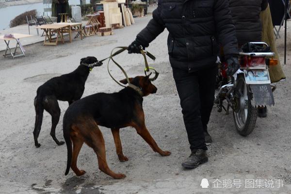 这种狗善狩猎受欢迎，抓只野兔卖一百元，卖土狗的妹子躲在角落里