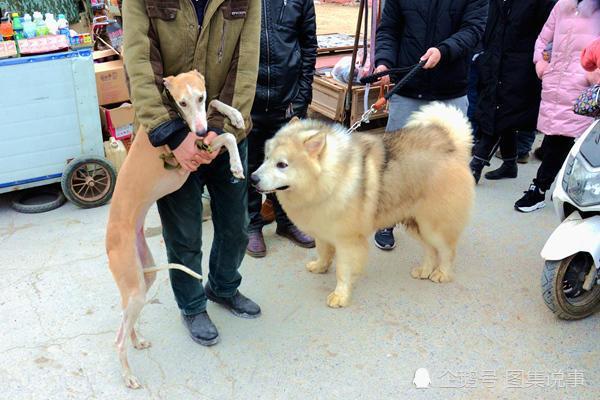 这种狗善狩猎受欢迎，抓只野兔卖一百元，卖土狗的妹子躲在角落里