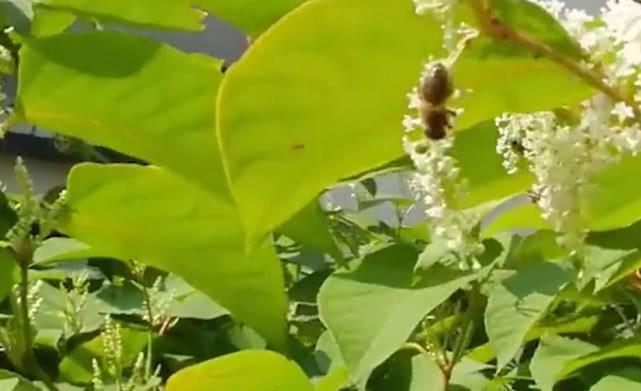 一种野草人称“活血龙”，农村小孩当零食吃，殊不知珍贵价值很高