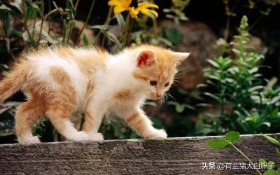 ​什么是猫三联，猫咪打猫三联可以预防哪些疾病？