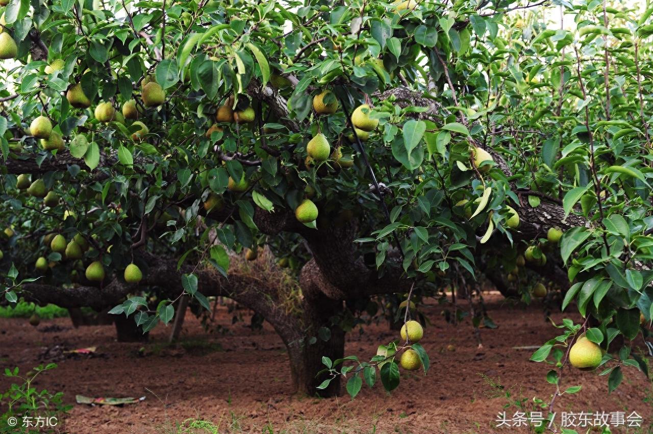 莱阳梨收获在即，7张图片带你重温往年的丰收场景