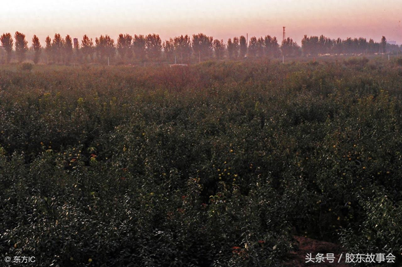 莱阳梨收获在即，7张图片带你重温往年的丰收场景