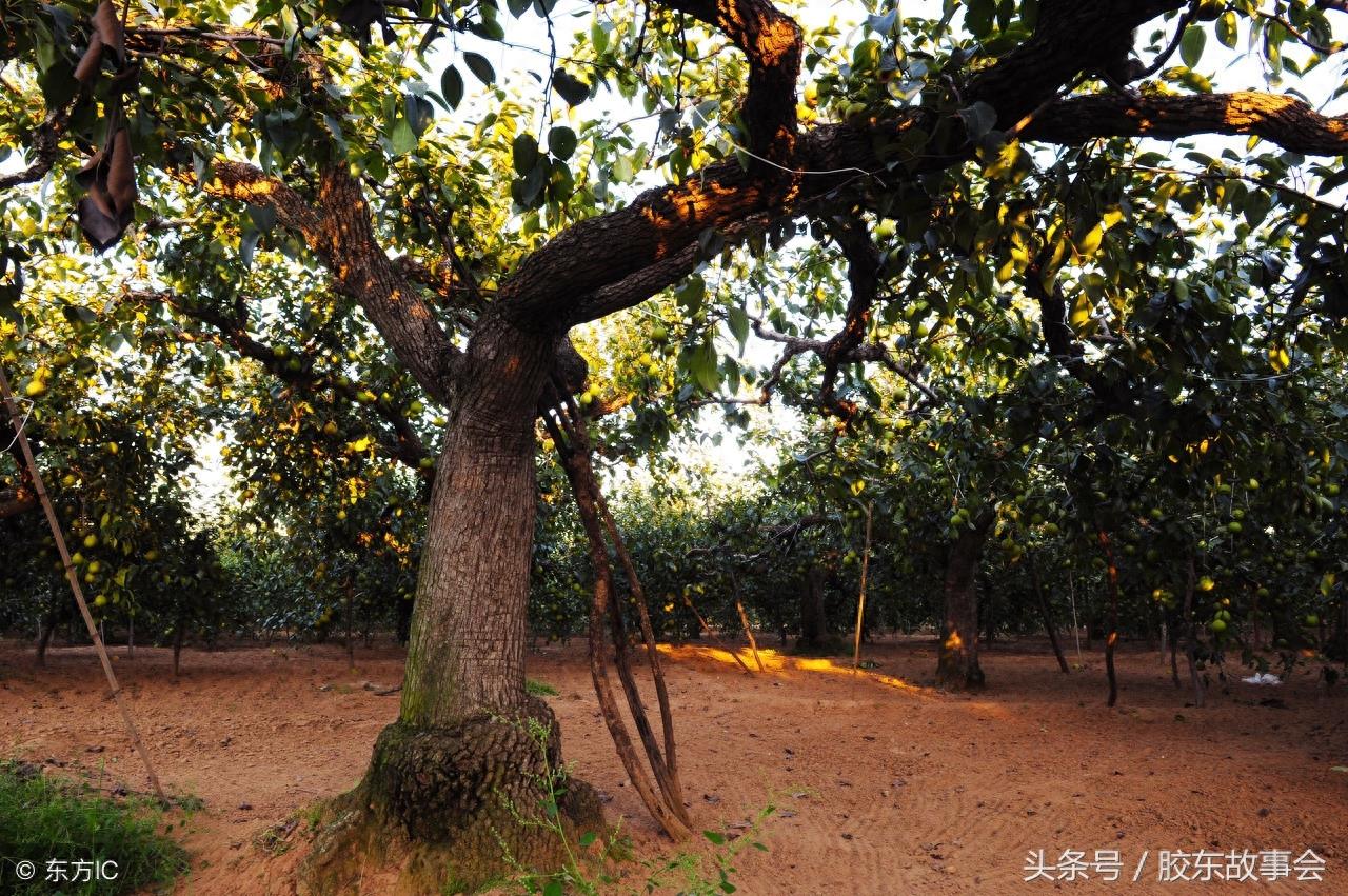 莱阳梨收获在即，7张图片带你重温往年的丰收场景