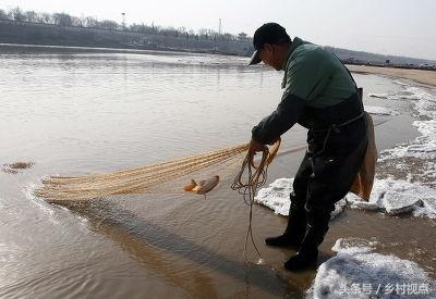 黄河鲤，中国的四大名鱼之一，自古就有“岂其食鱼，必河之鲤”