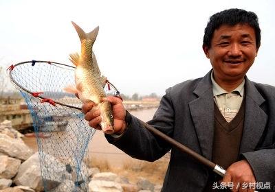 黄河鲤，中国的四大名鱼之一，自古就有“岂其食鱼，必河之鲤”