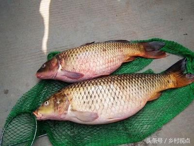 黄河鲤，中国的四大名鱼之一，自古就有“岂其食鱼，必河之鲤”