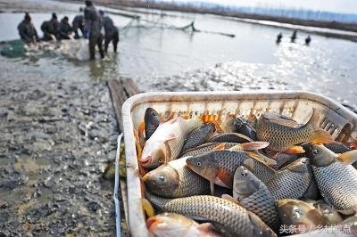 黄河鲤，中国的四大名鱼之一，自古就有“岂其食鱼，必河之鲤”