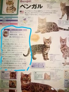 ​孟加拉豹猫到底多少钱一只？