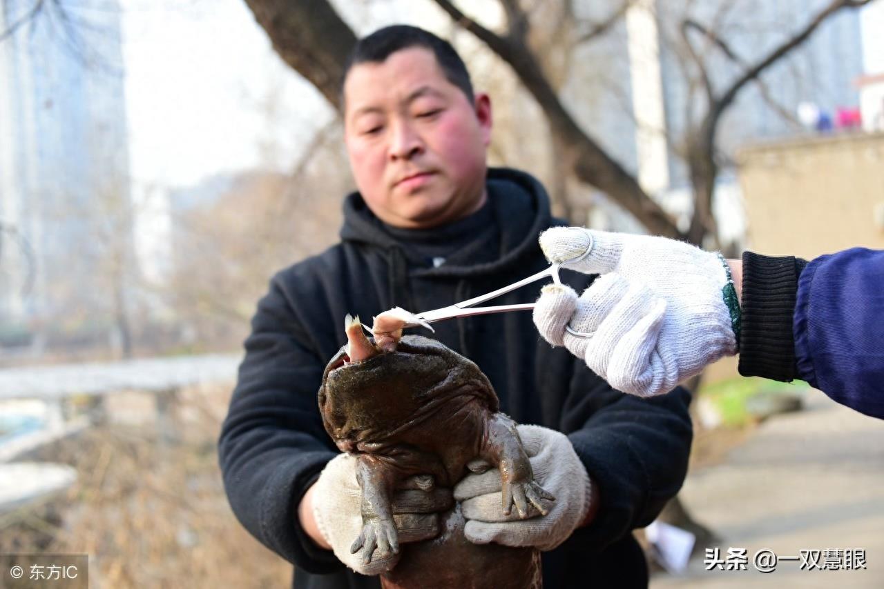 污水处理厂发现了怪物，像婴儿一样哭叫，谁都不清楚是怎么进来的