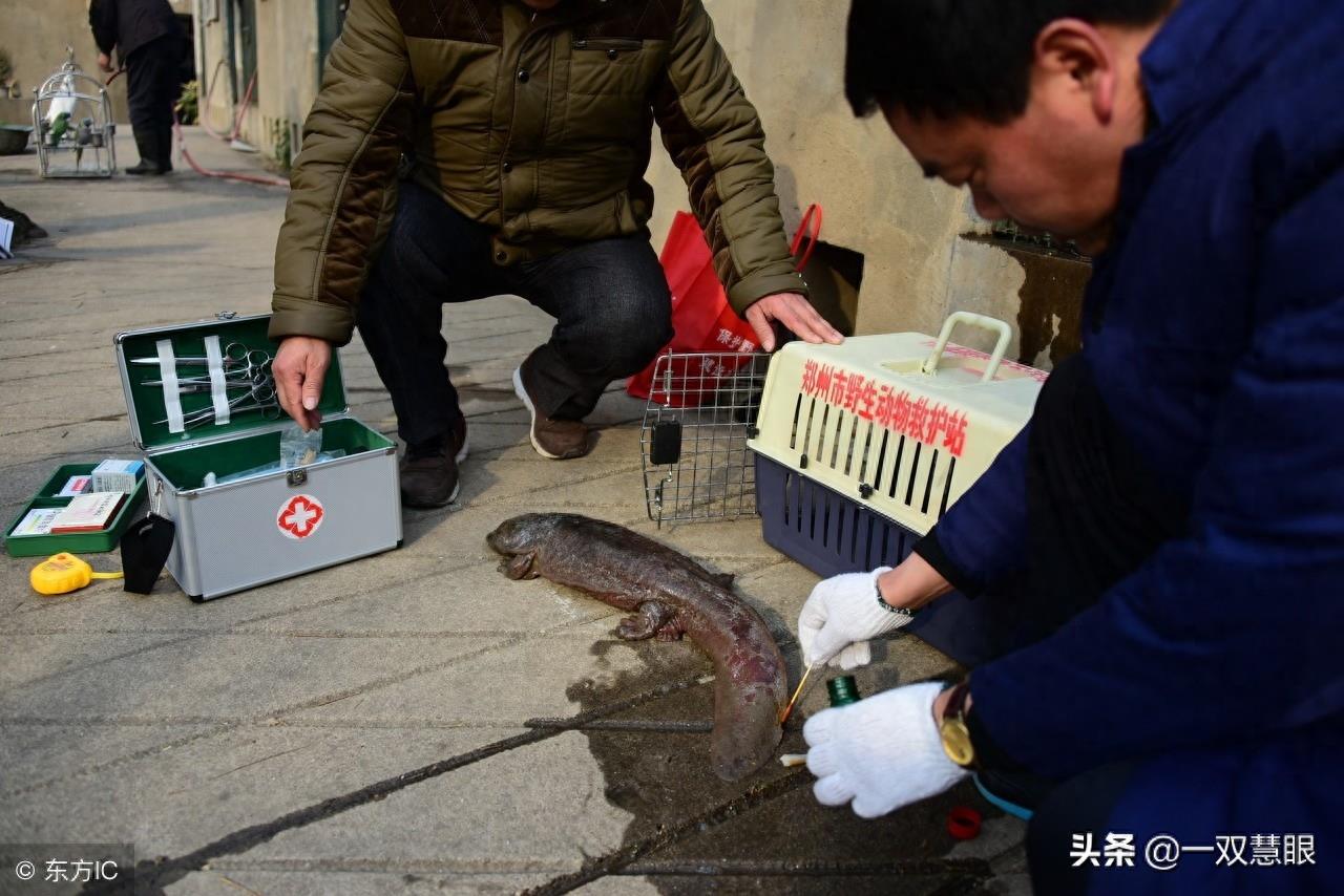 污水处理厂发现了怪物，像婴儿一样哭叫，谁都不清楚是怎么进来的