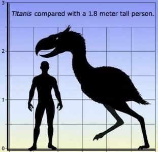 ​泰坦鸟，谱写了“鸟吃马”的时代