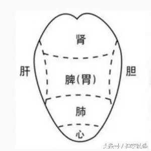 ​从舌头辨识出哪里上火 拿出镜子对照一下吧！