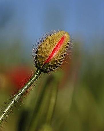 图看罂粟生长全过程：花虽美艳，但愿永凋零